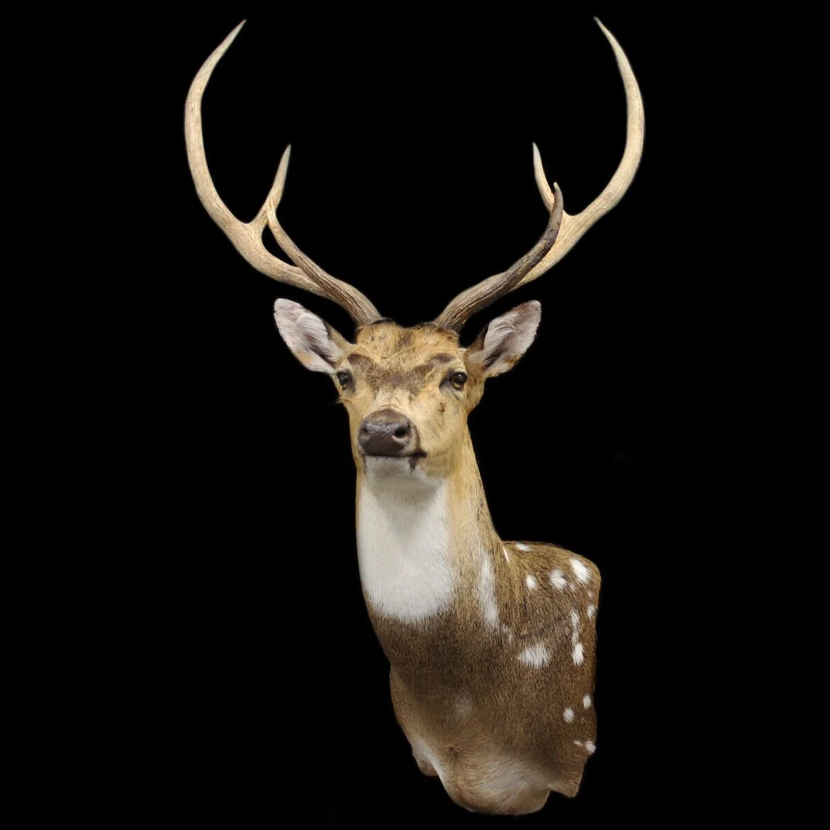 Gallery | Asia-Exotics | Deer — Animal Artistry